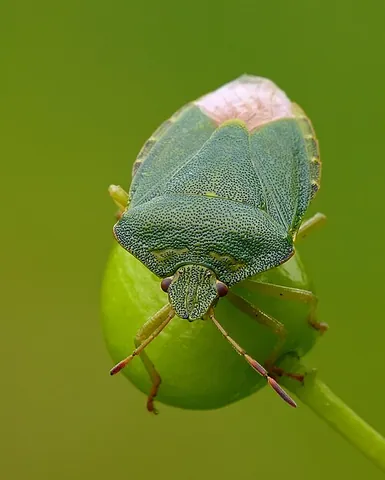 shield bug: any of various shield-shaped true bugs of the superfamily Pentatomoidea
