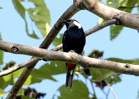 shieldbill: any of various birds of the genus Peltops