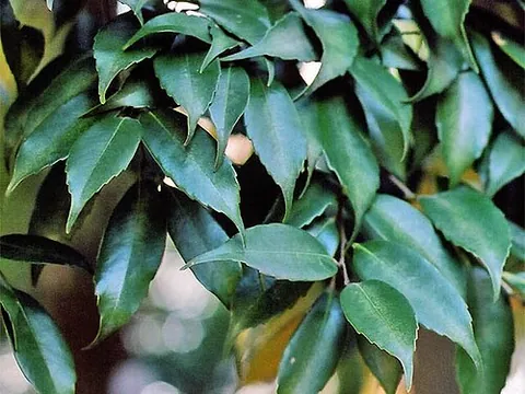 shii tree: a tree, Castanopsis cuspidata, native to southern Japan and southern Korea