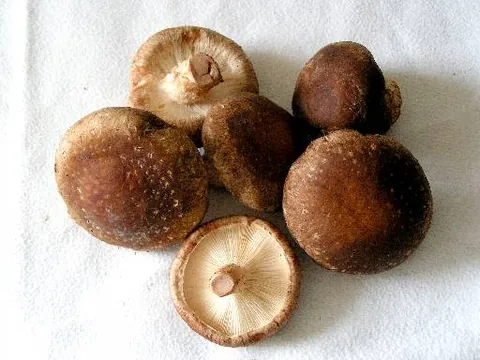 shiitake: a wide, brown variety of edible mushroom, Lentinula edodes