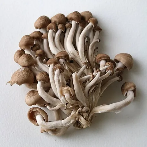 shimeji: any of a group of edible mushrooms used in Japanese cookery