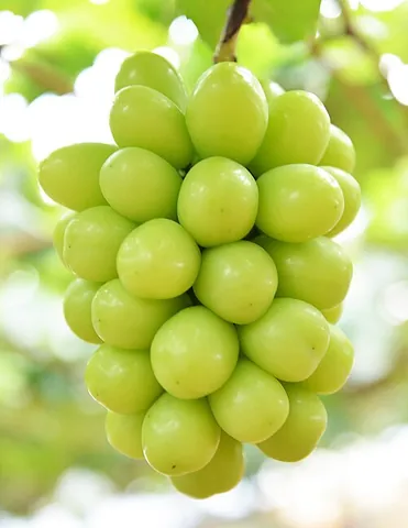 shine muscat: a cultivar in the muscat family of grapes made by crossing Akitsu-21 and 'Hakunan' (Vitis vinifera)