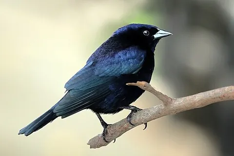 shiny cowbird: a passerine bird (Molothrus bonariensis) of the Icteridae family