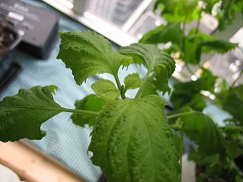 shiso: any of several varieties of the herb Perilla frutescens, related to basil and mint, used in...
