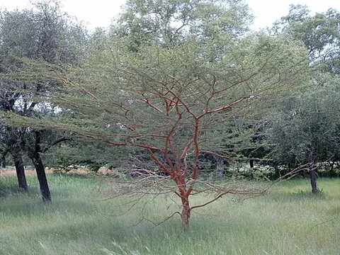 shittah: a tree said in the Bible to have furnished the precious wood of which the ark, tables, altars,...