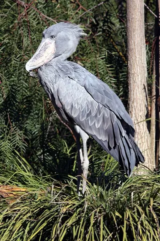 shoebill: balaeniceps rex, a tall wading bird related to the stork, native to tropical African swamps; the...