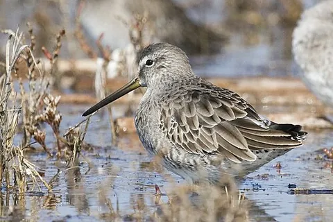 short-billed dowitcher: a long-legged and long-billed migratory wading bird, Limnodromus griseus