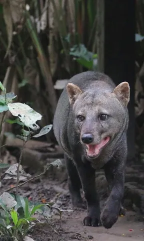short-eared dog: a canid of the species Atelocynus microtis, endemic to the Amazonian Basin