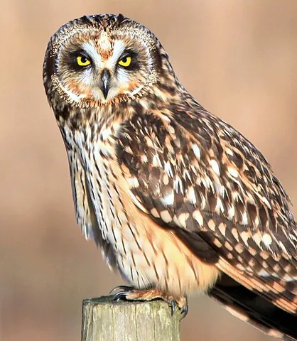short-eared owl: a species of owl, Asio flammeus