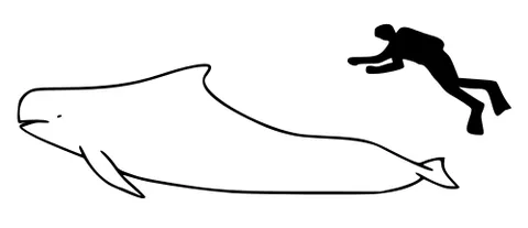 short-finned pilot whale: any of the species Globicephala macrorhynchus of oceanic dolphins, generally having a stocky build...