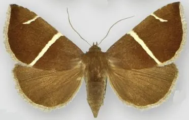 short-lined chocolate: argyrostrotis anilis, a species of brown owlet moth