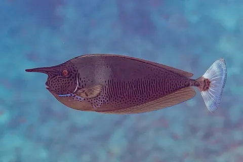 short-nosed unicornfish: a fish, Naso brevirostris