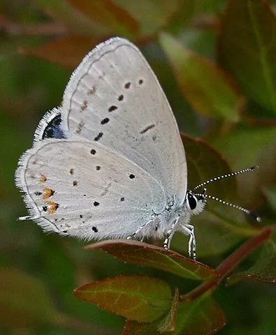 short-tailed blue: cupido argiades, a butterfly of the family Lycaenidae