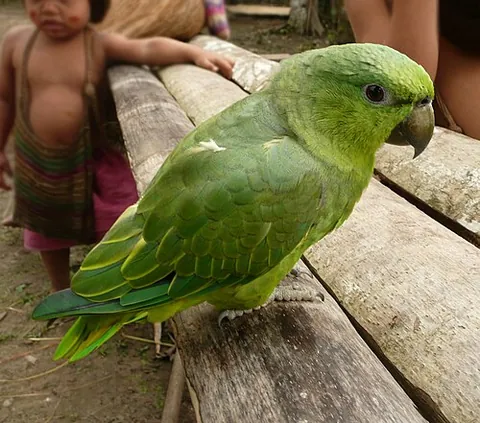 short-tailed parrot: a species of parrot, Graydidascalus brachyurus, native to tropical rain forests of South America