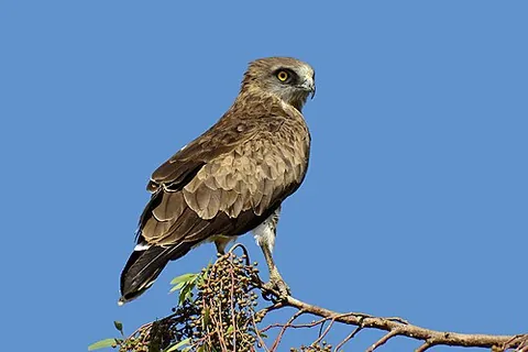 short-toed snake eagle: circaetus gallicus, a medium-sized bird of prey in the family Accipitridae