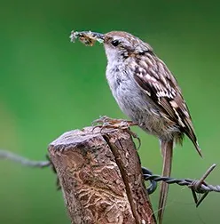short-toed treecreeper: certhia brachydactyla, a species of bird in the family Certhiidae