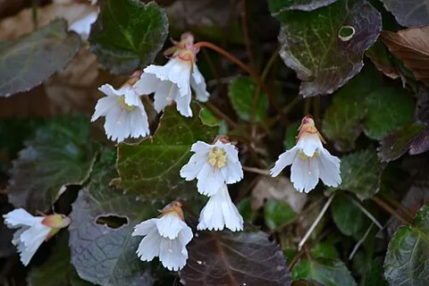 shortia: any of the subshrubs and perennial herbs of the genus Shortia