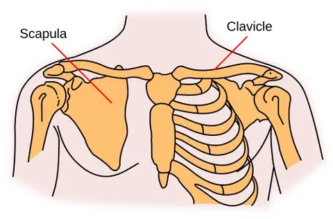 shoulder blade: either of the large flat bones at the back of the shoulder