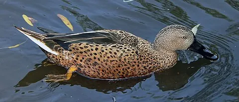 shoveler: one who, or that which, shovels