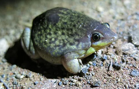 shovelnose frog: any of a group of moderate-sized frogs in the genus Hemisus and family Hemisotidae, which have a...