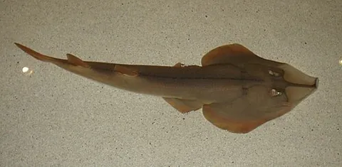 shovelnose guitarfish: pseudobatos productus, a species of ray with a pointed shovel-shaped snout and a body similar to...