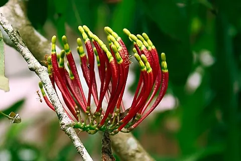 showy mistletoe: any mistletoe of the family Loranthaceae