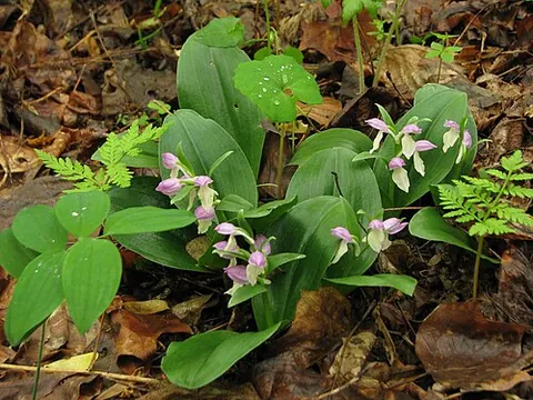 showy orchis: galearis spectabilis, native to eastern North America
