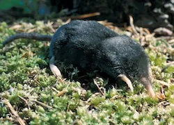 shrew mole: any of various moles that resemble shrews, in subfamily Uropsilinae, in the tribe Urotrichini, or...