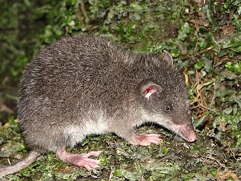 shrew opossum: any of the small, shrew-like, pouchless marsupials of South America of the family Caenolestidae in...