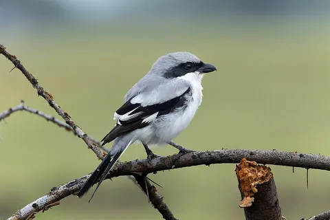 shrike: any of various passerine birds of the family Laniidae which are known for their habit of catching...