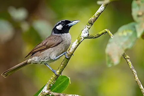 shrikebill: any of the birds in the genus Clytorhynchus, found in Melanesia and western Polynesia