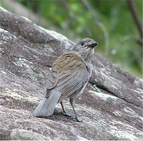 shrikethrush: a songbird of the genus Colluricincla