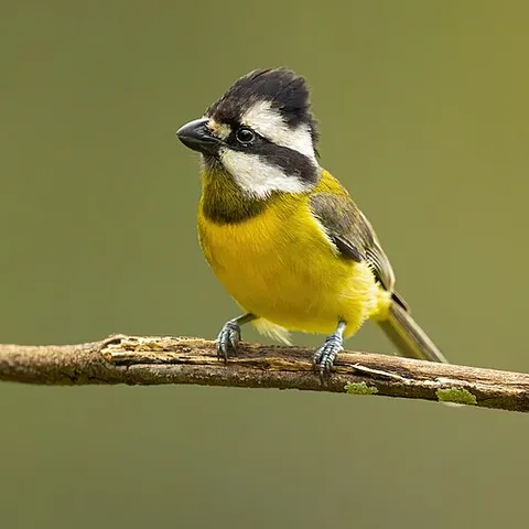 shriketit: any of various subspecies of passerine birds in the genus Falcunculus