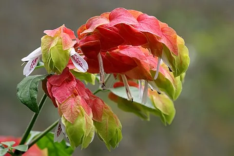shrimp plant: a tropical Mexican shrub, Justicia brandegeeana, grown ornamentally for the colorful bracts...