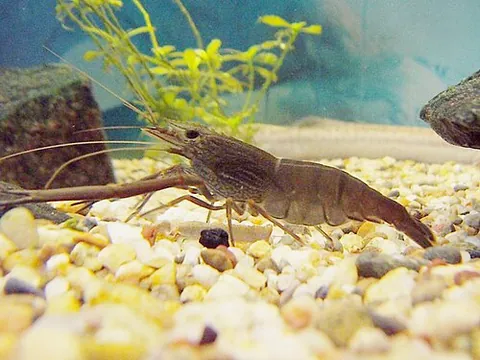 shrimp: any of many swimming, often edible, crustaceans, chiefly of the infraorder Caridea or the suborder...