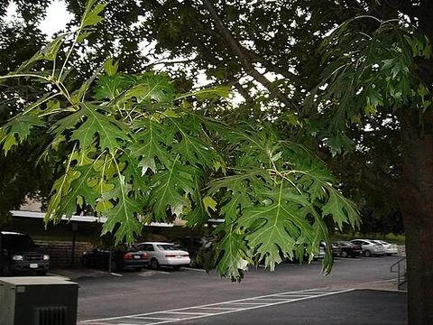 shumard oak: any member of the species Quercus shumardii, native to much of southeastern and east south central...