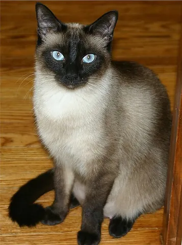 siamese cat: a short-haired breed of domestic cat having blue eyes and pointed coat pattern, that is, a pale...