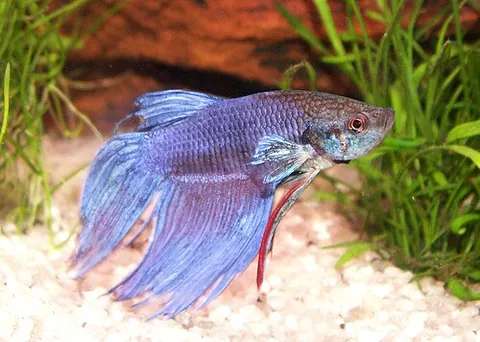 siamese fighting fish: a freshwater fish, Betta splendens