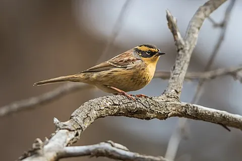 siberian accentor: prunella montanella, a small passerine bird in the family Prunellidae