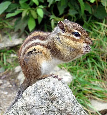 siberian chipmunk: any member of the species Eutamias sibiricus of chipmunks