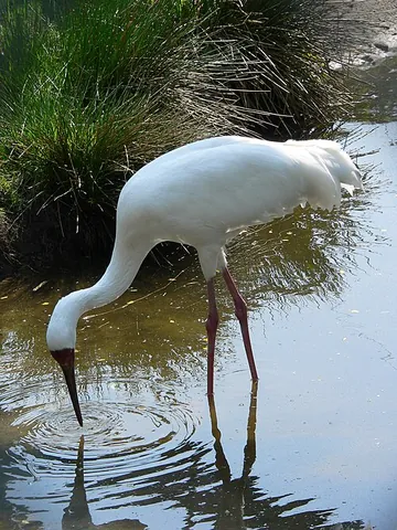 siberian crane: a large white crane, Grus leucogeranus, which breeds in Arctic Russia and western Siberia