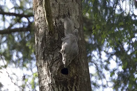 siberian flying squirrel: a species of flying squirrel (Pteromys volans), common in Siberia and northeastern Europe