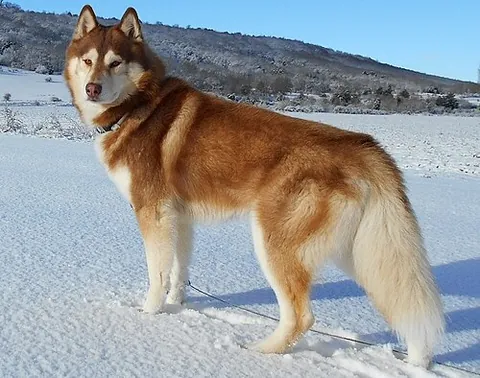 siberian husky: a medium-sized spitz breed of dog originally used for herding reindeer and pulling sleighs