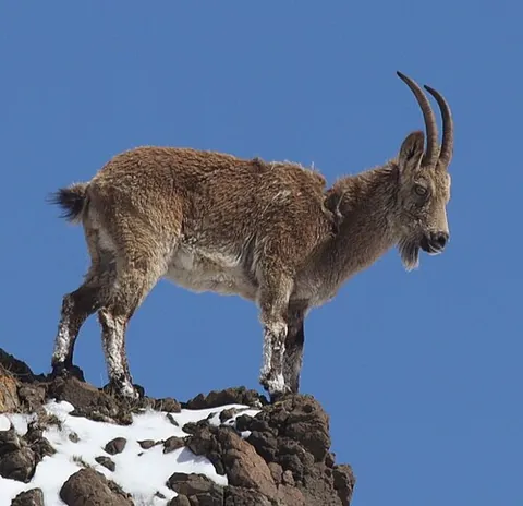 siberian ibex: capra sibirica, a species of ibex