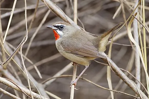 siberian rubythroat: calliope calliope, a flycatcher breeding in western Siberia and overwinters in South Asia