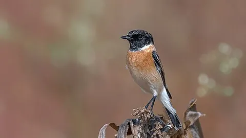 siberian stonechat: saxicola maurus, an Old World flycatcher