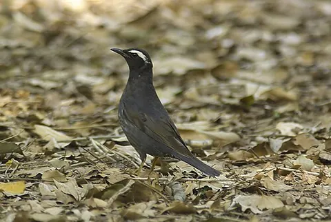 siberian thrush: a species of solitary thrush native to Siberia, Geokichla sibirica