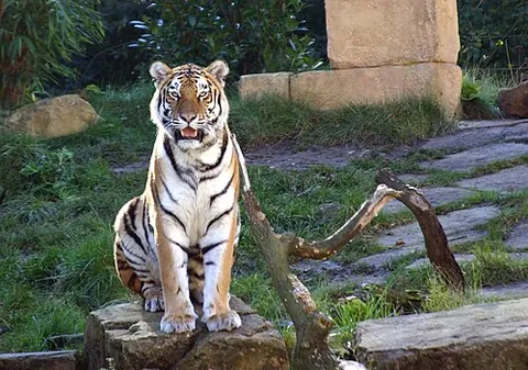 siberian tiger: a tiger of a population of species Panthera tigris tigris, now confined to Outer Manchuria in Russia