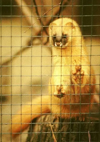 siberian weasel: a rust-colored weasel, Mustela sibirica, used for its fur