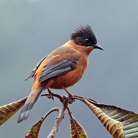 sibia: any timaliid bird of the genus Heterophasia